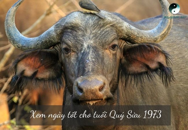 Ngày tốt cho tuổi Quý Sửu 1973