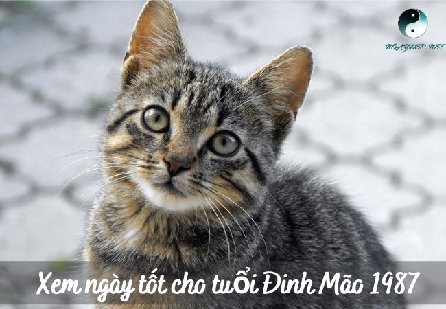 ngày tốt cho tuổi Đinh Mão