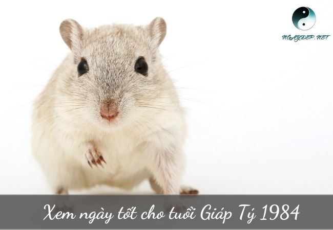 Ngày tốt hợp tuổi Giáp Tý 1984