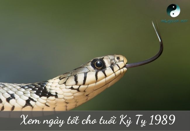 Ngày tốt hợp tuổi Kỷ Tỵ 1989