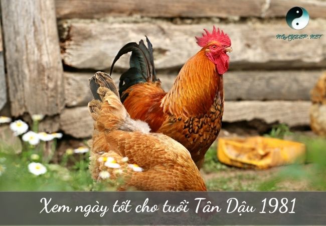 Ngày tốt cho tuổi Tân Dậu 1981