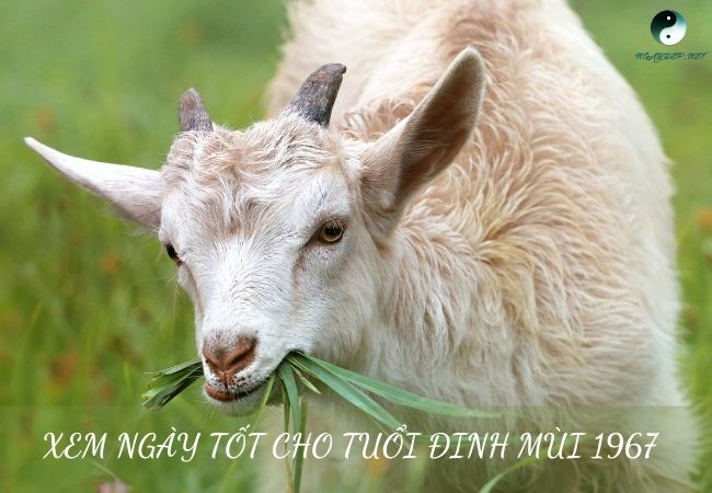 tuổi đinh mùi hợp ngày nào