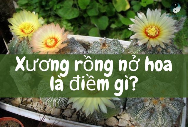 Điềm báo khi xương rồng nở hoa