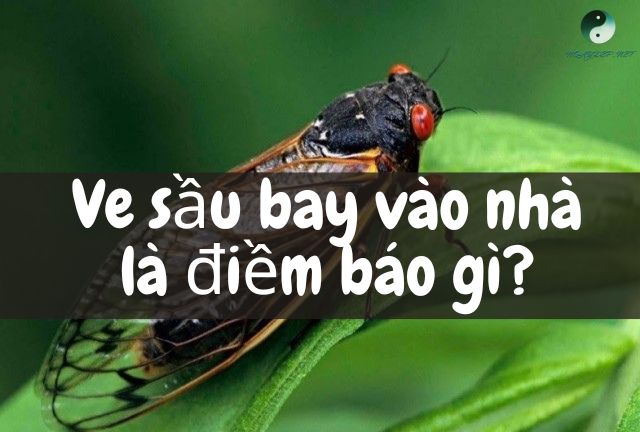 Giải mã ve sầu bay vào nhà báo hiệu điều gì?