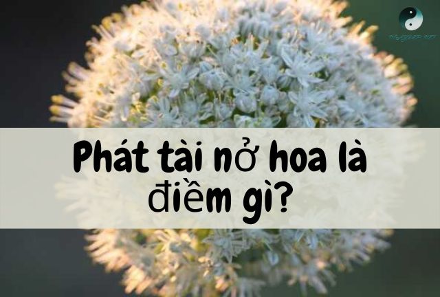 Phát tài nở hoa báo hiệu điều gì?